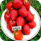 Клубника "Ароса" Клубника "Ароса"
